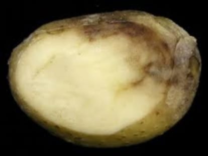 Central Potato Research Institute has developed a new variety of potato