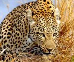 leopard killed the child.