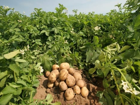Central Potato Research Institute has developed a new variety of potato