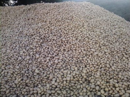 govt hike onion minimum export rate per tonne 