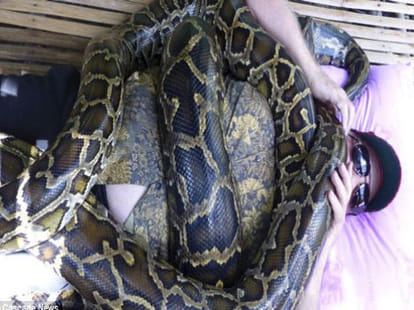 snake massage