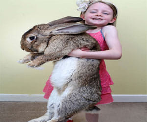 world's largest rabbit
