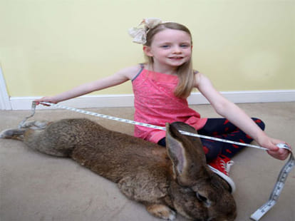 world's largest rabbit