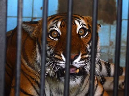 Bengal Tiger kills tigress at Delhi zoo