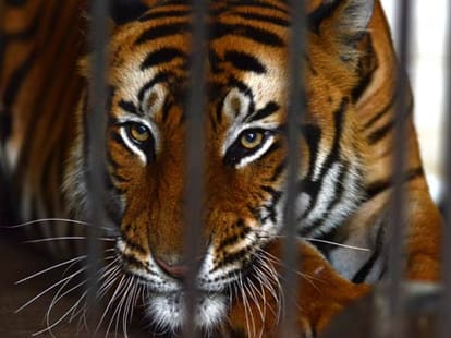 a bike accident with a tiger
