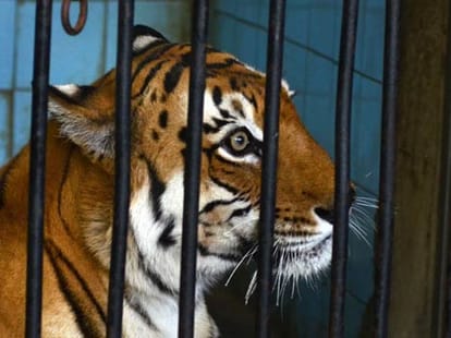 Bengal Tiger kills tigress at Delhi zoo