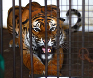 pilibhit to be third tiger reserve in up