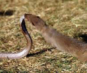 theft in many states by showing snake and mongoose drama