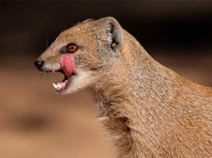 theft in many states by showing snake and mongoose drama