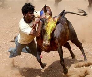 Bulls entered the house made ??a rage fiercely