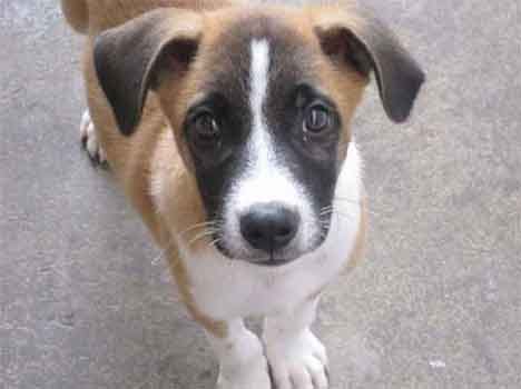 hanuman bhakt dog 