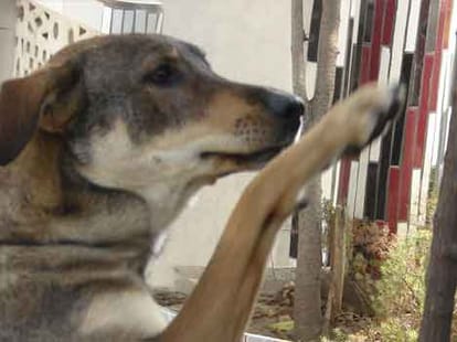hanuman bhakt dog 