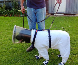 dog who act as saviour for bee hives