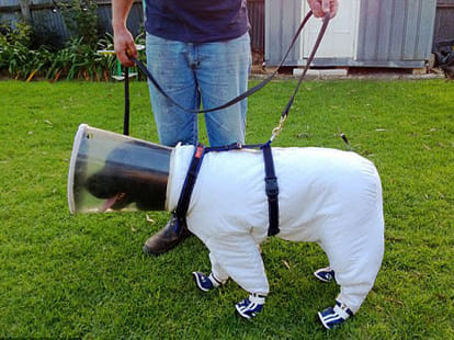 dog who act as saviour for bee hives