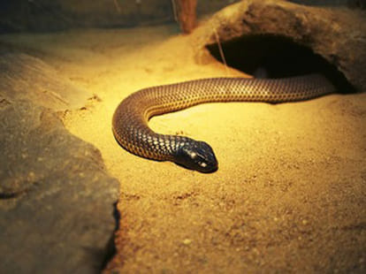 Snake Woman
