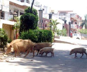 pigs terror in cyber city, people in trouble