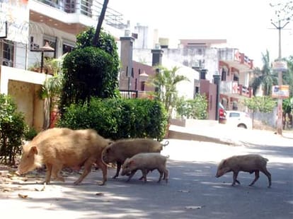 animal auspicious sign 