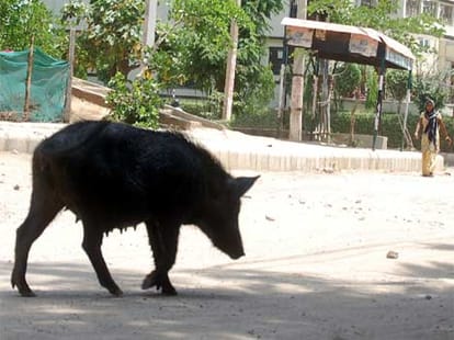 pigs terror in cyber city, people in trouble