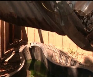 women who pets a pair of crocodiles
