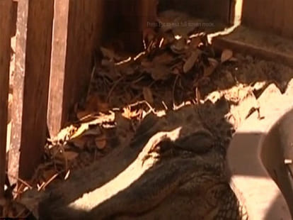 women who pets a pair of crocodiles