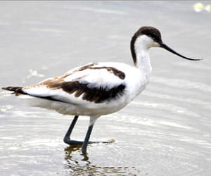 Bird flu in chandigarh: danger for 27 thousand birds