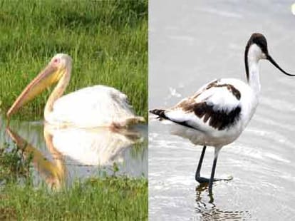 a flock of migratory birds come to kashmir