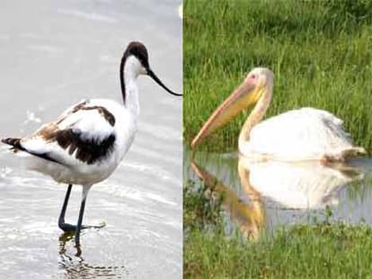 Knock of rare birds in Okhla