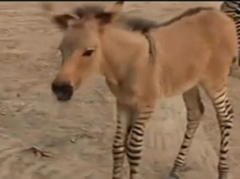 hybrid of a donkey and a zebra