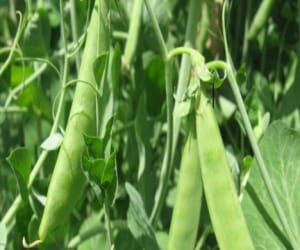 elephants attack on farmers crops