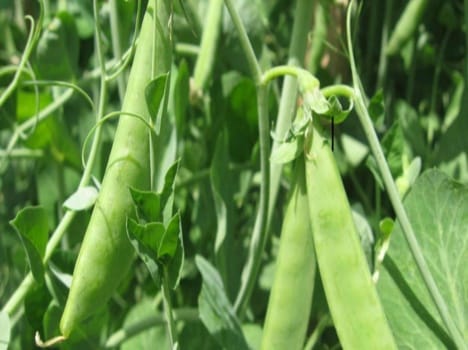 Farmers earning plenty of from cash crops