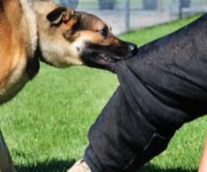 punjab, firozpur, dog bite