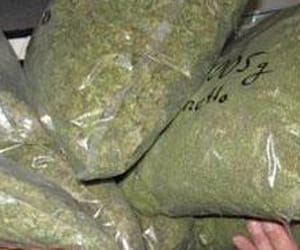 cia unit caught 222kg cannabis in gurgaon