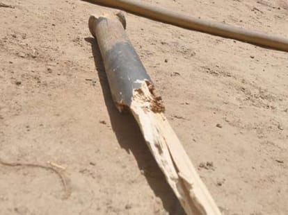 murder on beating dog in park and home