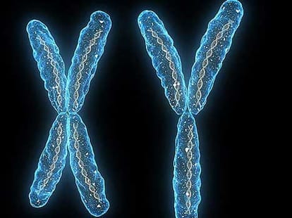 y chromosome responsible for men shorter life span