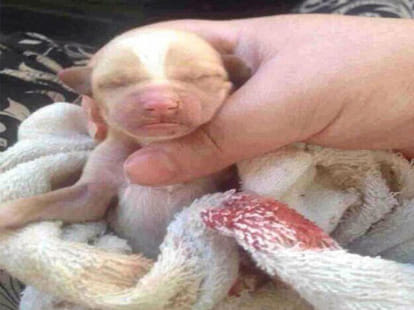100 puppies buried alive