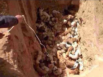 100 puppies buried alive
