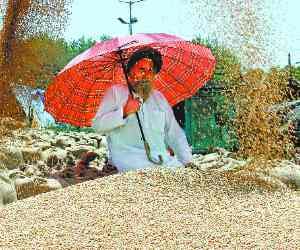 Wheat Crop Destruction, Compensation of Rs 5 
