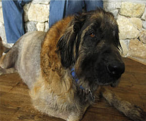 couple puts dog on euthnasia