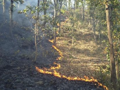 huge fire in forest