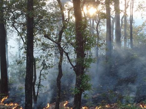 fire in forests