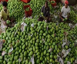 restriction of mango in european country