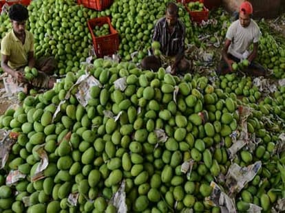 Mango can harm for your health 