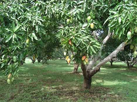 explosives in mango orchard
