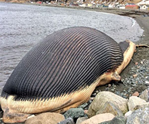 dead whale that can claim thousands lives