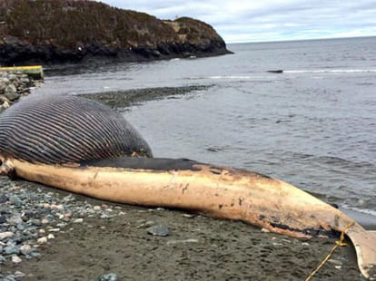 dead whale that can claim thousands lives