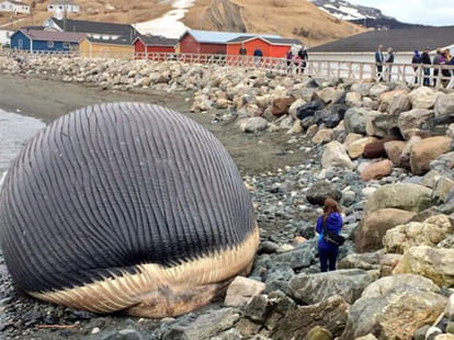 dead whale that can claim thousands lives