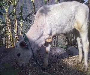 panipat, cow, bid, land