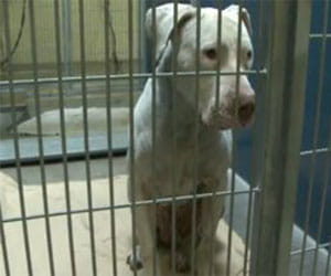 dog sentenced to life in jail