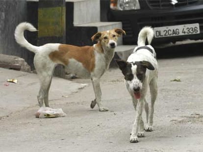 stray dogs eat dead body of newborn