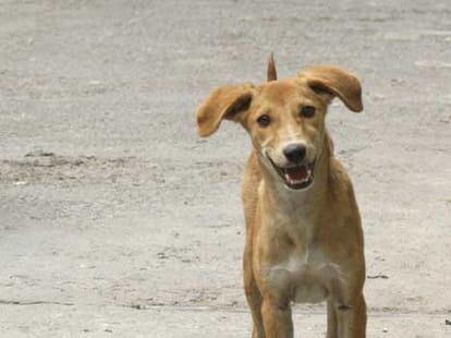 thieves uses dog in a loot with assistant manager
